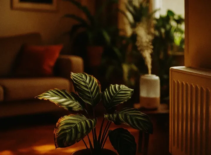piante-appartamento-riscaldamento-inverno-errori