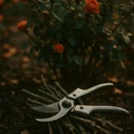 potatura-rose-autunno-fioriture-primavera