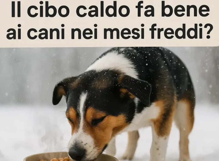 cibo-caldo-cani-inverno