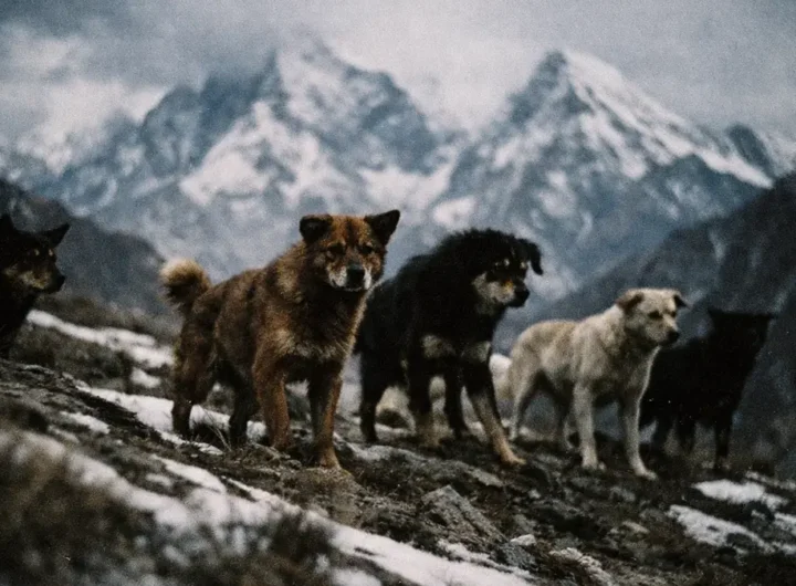 himalaya-emergenza-cani-randagi-ecosistema-minaccia