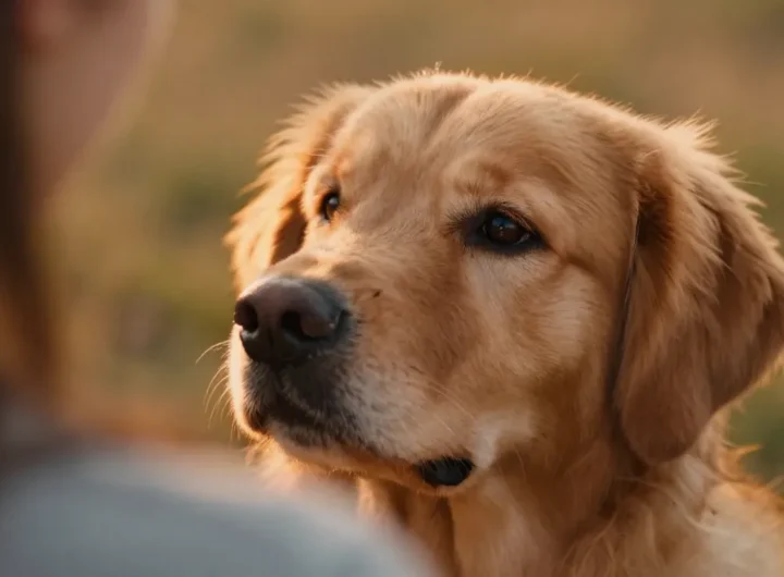 come-comunicano-cani-linguaggio-segnali-corpo