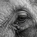 elefanti-diritti-legali-sentenza-usa-persona-non-umana