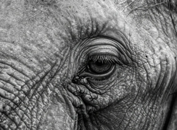 elefanti-diritti-legali-sentenza-usa-persona-non-umana