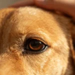 cane-si-gratta-riconoscere-sintomi-pulci-zecche