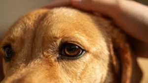 cane-si-gratta-riconoscere-sintomi-pulci-zecche