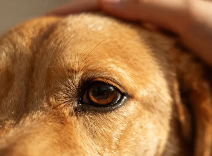 cane-si-gratta-riconoscere-sintomi-pulci-zecche