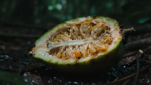 cerbera-odollam-pianta-suicidi-verita-scientifica