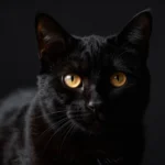 origini-superstizione-gatto-nero-storia-miti