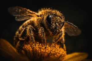 perche-le-api-muoiono-verita-scientifica-collasso-alveari