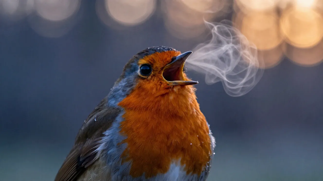 perche-uccelli-cantano-mattino-scienza-coro-alba