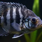 pesci-acquario-aggressivi-principianti-evitare