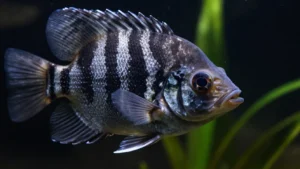 pesci-acquario-aggressivi-principianti-evitare