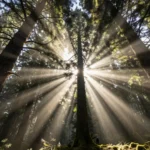 terapia-del-bosco-benefici-scienza-salute-mentale