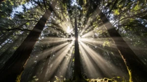 terapia-del-bosco-benefici-scienza-salute-mentale