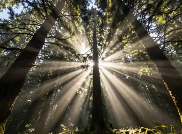 terapia-del-bosco-benefici-scienza-salute-mentale