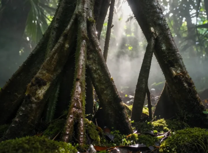 verita-piante-che-camminano-socratea-exorrhiza-mistero